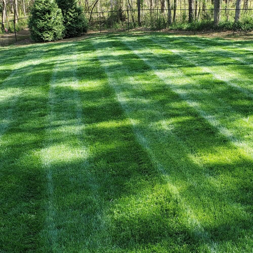 🌱 2026 Four Seasons Evergreen Grass Seed | Durable, Vibrant Green All Year